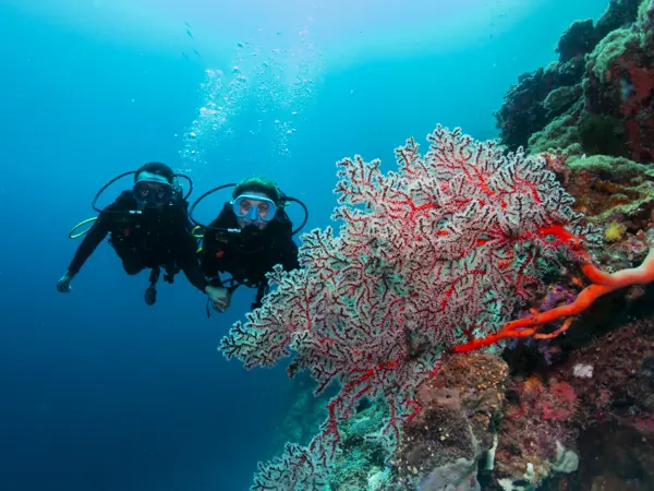 Two divers by a red sea fan