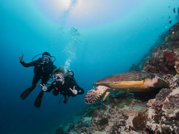Divers next to a sea turtle