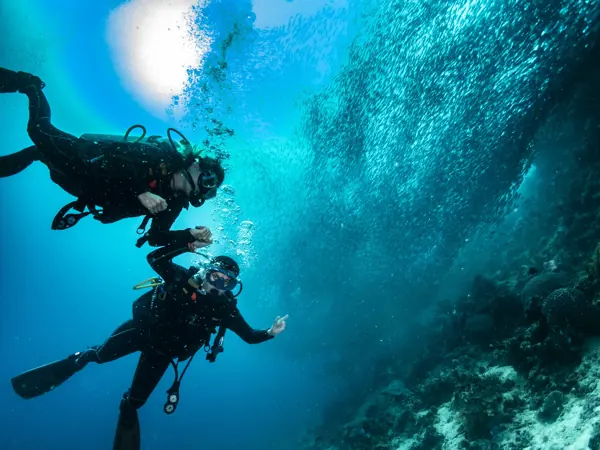 Divers swimming with the sardines