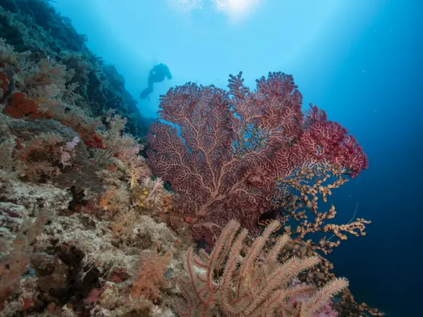 Soft corals and sea fans on the wall