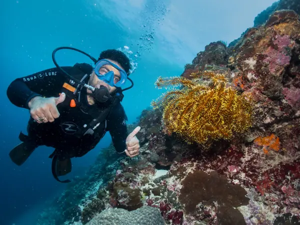 A diver beside a yellow crinoid