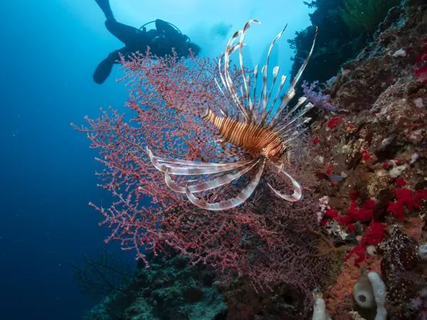 Lionfish over red sea fans