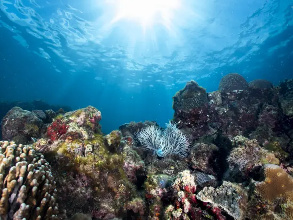 Sunlight over a colourful reef