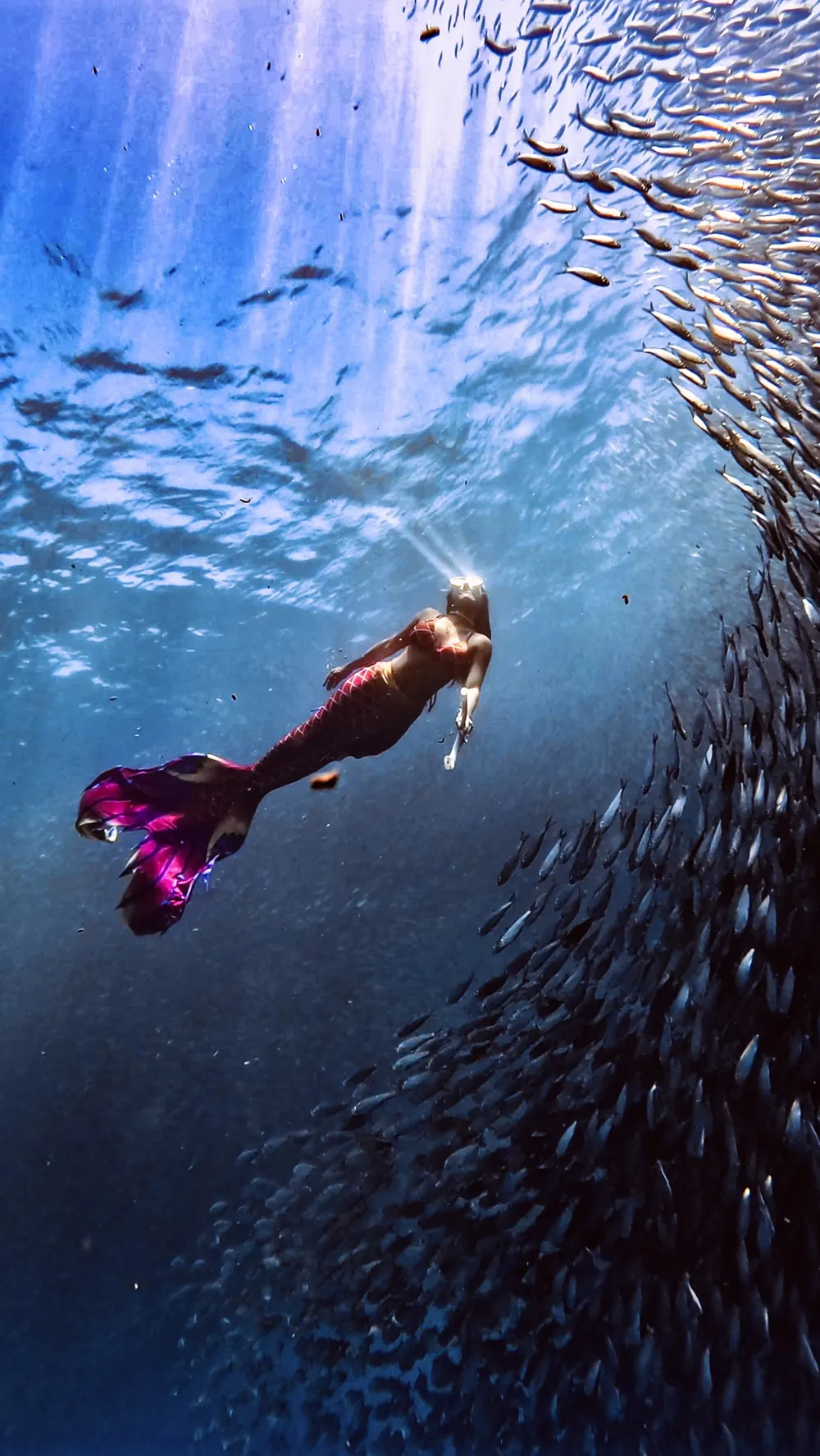 A mermaid under the sunlight with sardines